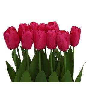 Tulipanes